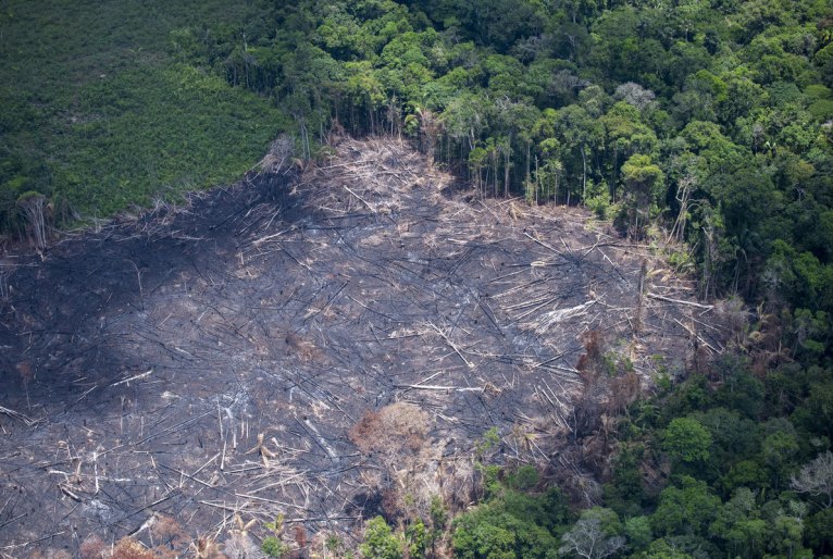 Amazônia perde 10,5 mil km² de floresta em 2022; AM é segundo estado que mais desmatou